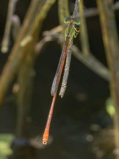 Telebasis isthmica (Green-eyed Firetail) male-2.jpg
